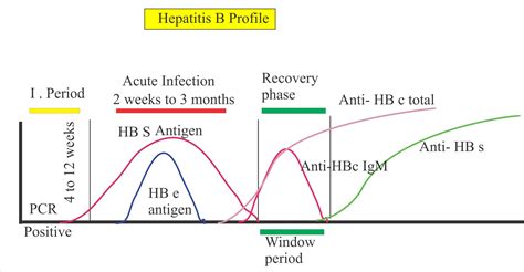 anti hbs reactive meaning tagalog|Pamumuhay nang May Hepatitis B .